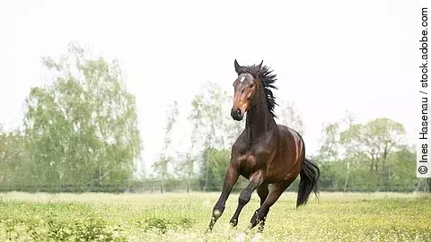 Ein Pferd galoppiert über eine grüne Weide. Das Pferd hat dunkelbraunes Fell und die Möhne weht im Wind. Im Hintergrund sind Bäume erkennbar.