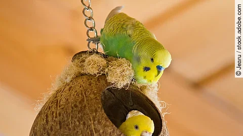 Wellensittiche Wellensittiche