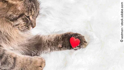 Gray tabby fluffy cat with a red heart on the paw on white fur b