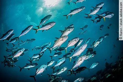 Eine Gruppe Fische schwimmen durch das tiefblaue Wasser des offenen Ozeans. Durch die Wasseroberfläche scheinen noch einige Sonnenstrahlen hindurch.