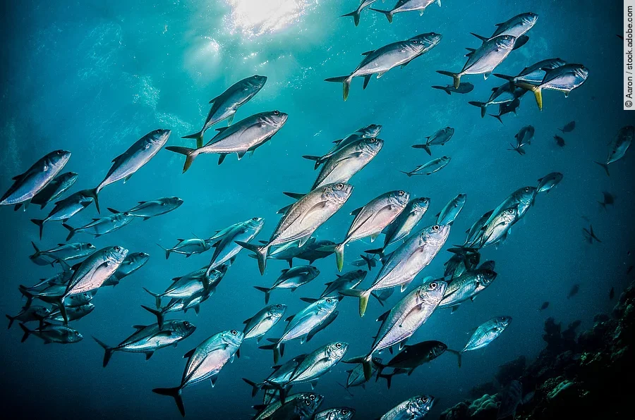 Eine Gruppe Fische schwimmen durch das tiefblaue Wasser des offenen Ozeans. Durch die Wasseroberfläche scheinen noch einige Sonnenstrahlen hindurch.