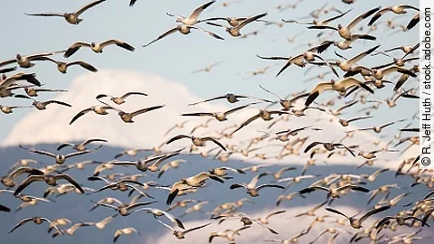 Flock of Snow Geese Landing Backdropped by Mount Baker in Evenin