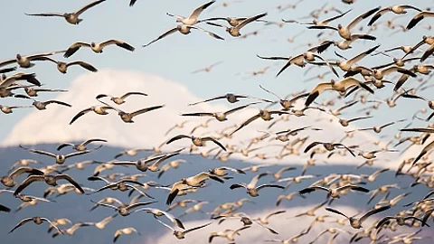 Flock of Snow Geese Landing Backdropped by Mount Baker in Evenin