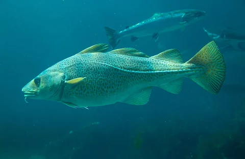 Ein Fisch schwimmt im Meer.
