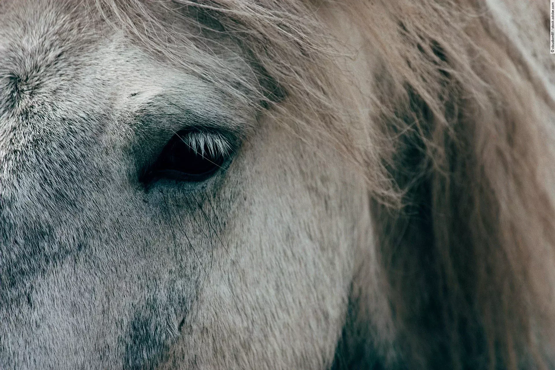 Nahaufnahme von dem Kopf von einem Pferd.
