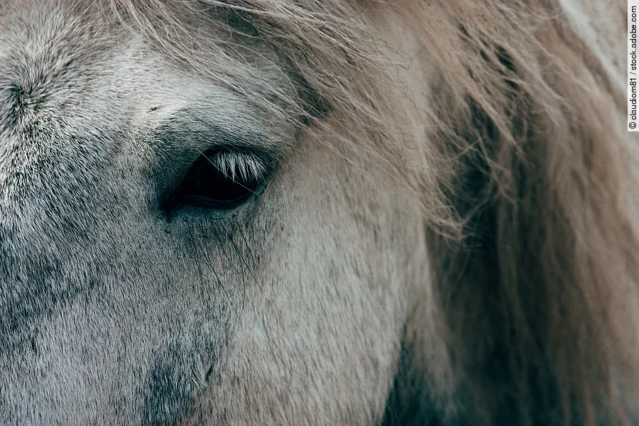 Nahaufnahme von dem Kopf von einem Pferd.