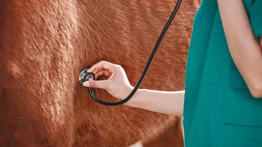 Pferd und Tierärztin mit Stethoskop in der Hand im Freien. Nahaufnahme von einer Tierärztin, die ein Pferd mit dem Stethoskop abhört. Das Pferd hat braunes Fell.