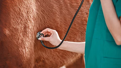 Nahaufnahme von einer Tierärztin, die ein Pferd mit dem Stethoskop abhört. Das Pferd hat braunes Fell.