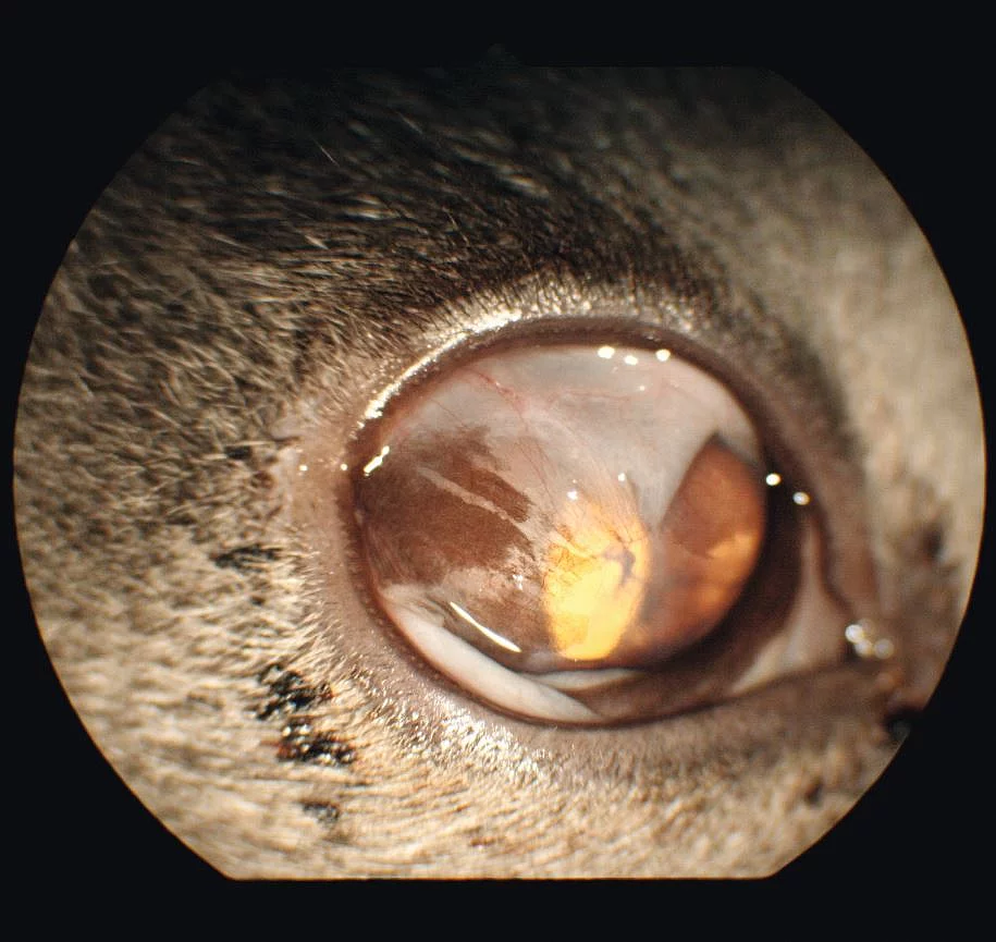 Pseudopterygium Pseudopterygium