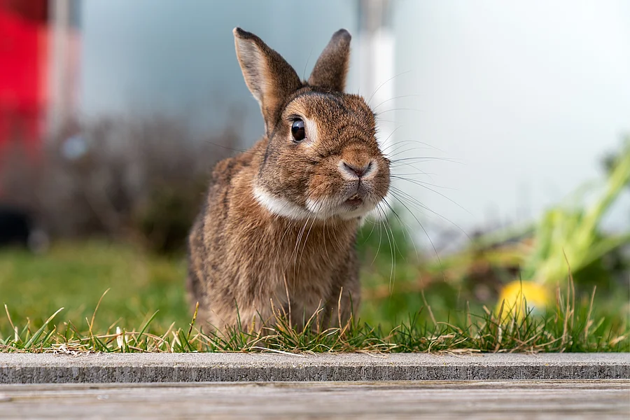 Ein Kaninchen sitzt in einem Garten auf dem grünen Gras. Es schaut aufmerksam nach vorne und hat braunes Fell.