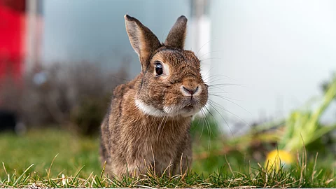 Ein Kaninchen sitzt in einem Garten auf dem grünen Gras. Es schaut aufmerksam nach vorne und hat braunes Fell.