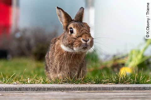 Ein Kaninchen sitzt in einem Garten auf dem grünen Gras. Es schaut aufmerksam nach vorne und hat braunes Fell.