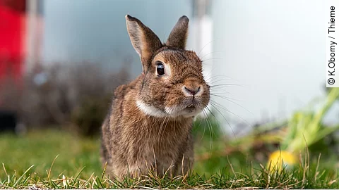 Ein Kaninchen sitzt in einem Garten auf dem grünen Gras. Es schaut aufmerksam nach vorne und hat braunes Fell.
