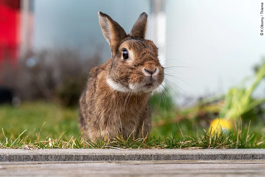 Ein Kaninchen sitzt in einem Garten auf dem grünen Gras. Es schaut aufmerksam nach vorne und hat braunes Fell.