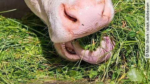 Nahaufnahme von einer Kuh, die frisch geschnittenes grünes Gras frisst. Die Kuh streckt die Zunge leicht raus und kaut auf dem Gras. Das Flotzmaul ist hellrosa.