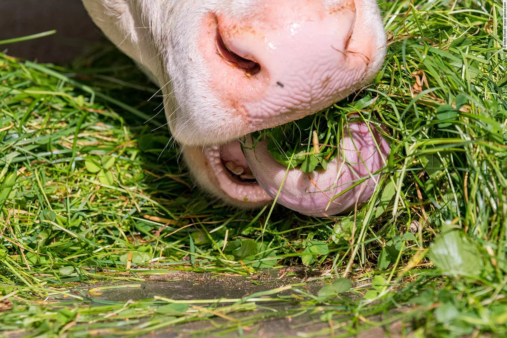 Nahaufnahme von einer Kuh, die frisch geschnittenes grünes Gras frisst. Die Kuh streckt die Zunge leicht raus und kaut auf dem Gras. Das Flotzmaul ist hellrosa.