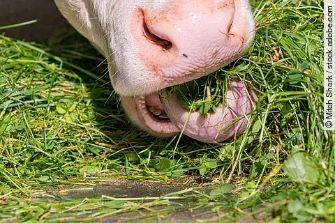 Nahaufnahme von einer Kuh, die frisch geschnittenes grünes Gras frisst. Die Kuh streckt die Zunge leicht raus und kaut auf dem Gras. Das Flotzmaul ist hellrosa.