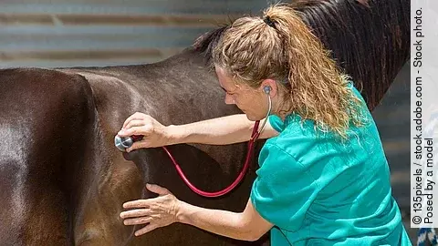 Eine Tierärztin untersucht mit einem Stethoskop ein Pferd. Das Pferd hat braunes Fell.