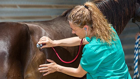 Veterinärin für Pferde auf dem Bauernhof Eine Tierärztin untersucht mit einem Stethoskop ein Pferd. Das Pferd hat braunes Fell.