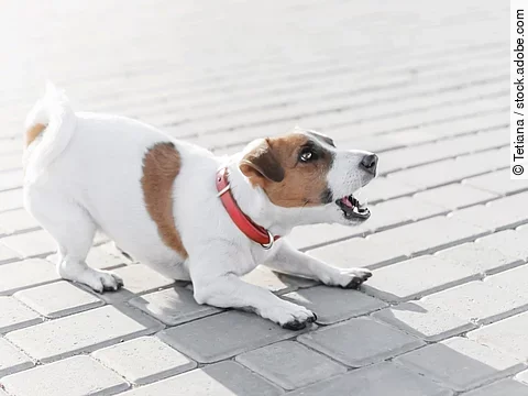 Jack Russel Terrier