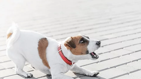 Jack Russel Terrier