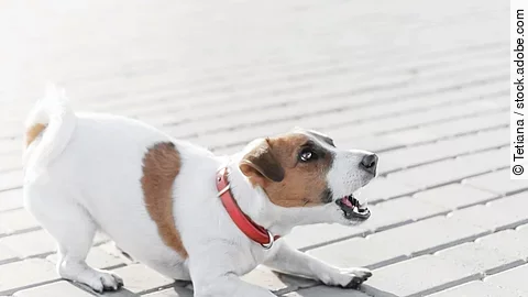 Jack Russel Terrier