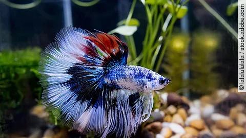 Kampffisch Kampffisch