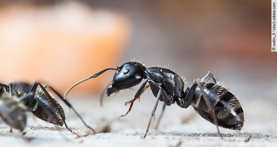 Ameisen im Wald Ameisen im Wald