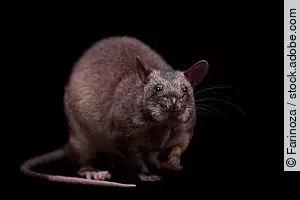 Gambian pouched rat, 3 years old, on black