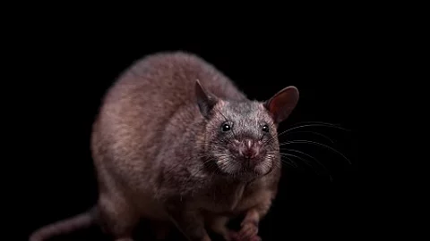 Gambian pouched rat, 3 years old, on black