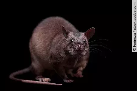 Gambian pouched rat, 3 years old, on black