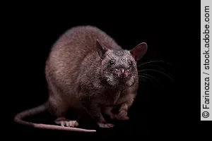 Gambian pouched rat, 3 years old, on black