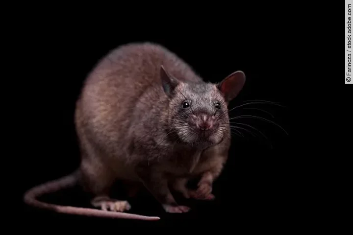 Gambian pouched rat, 3 years old, on black