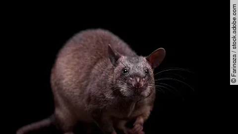 Gambian pouched rat, 3 years old, on black