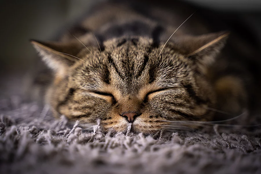 Gesicht von einer schlafenden Katze.
