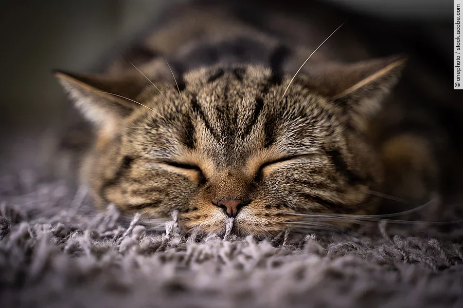 Gesicht von einer schlafenden Katze.