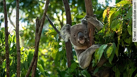 Ein Koala sitzt gemütlich in einem Baum und schaut in die Kamera. Ein Koala sitzt gemütlich in einem Baum und schaut in die Kamera.