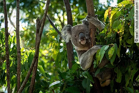 Ein Koala sitzt gemütlich in einem Baum und schaut in die Kamera.