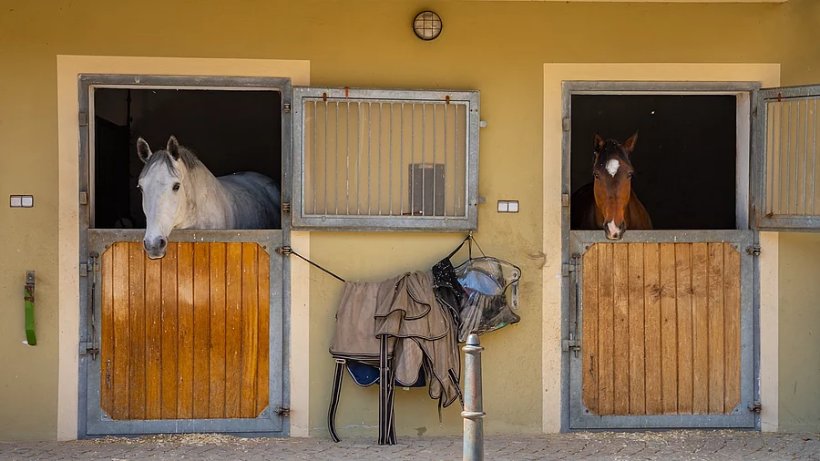 Pferde im Stall auf einem Bauernhof in einer abgelegenen Kleinstadt auf dem Land, Tschechische Republik. Ein Pferd ist ein Schimmel und das andere ein Brauner. Vor den Boxen hängen Pferdecken.
