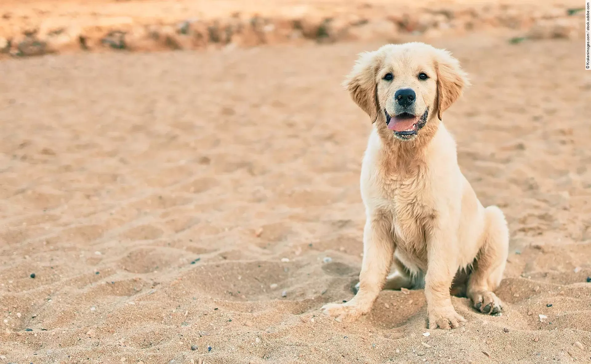 Ein kleiner Golden Retriever Welpe sitzt im Sommer am Strand und schaut direkt in die Kamera.