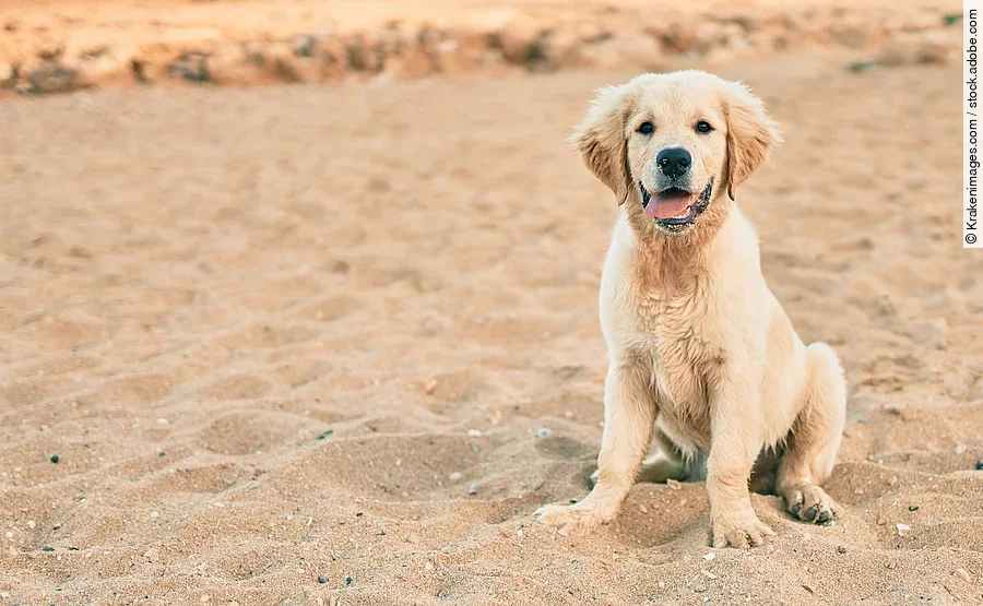 Ein kleiner Golden Retriever Welpe sitzt im Sommer am Strand und schaut direkt in die Kamera. Ein kleiner Golden Retriever Welpe sitzt im Sommer am Strand und schaut direkt in die Kamera.