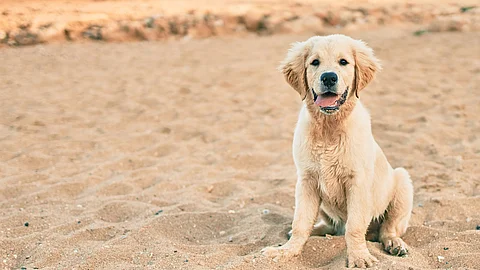 Ein kleiner Golden Retriever Welpe sitzt im Sommer am Strand und schaut direkt in die Kamera. Ein kleiner Golden Retriever Welpe sitzt im Sommer am Strand und schaut direkt in die Kamera.