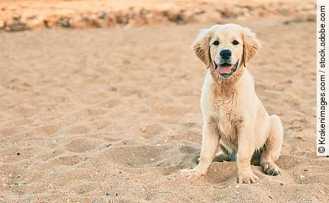 Ein kleiner Golden Retriever Welpe sitzt im Sommer am Strand und schaut direkt in die Kamera.