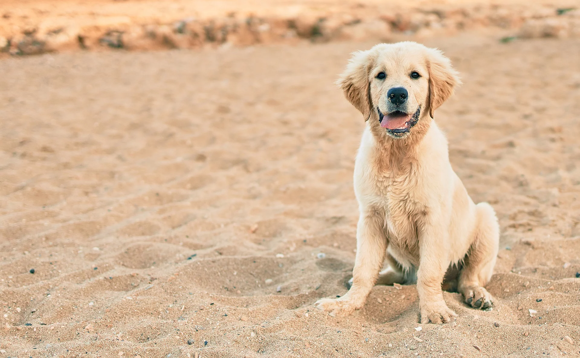 Ein kleiner Golden Retriever Welpe sitzt im Sommer am Strand und schaut direkt in die Kamera.