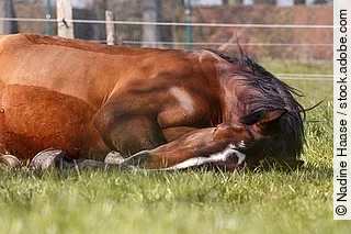 Liegende Stute