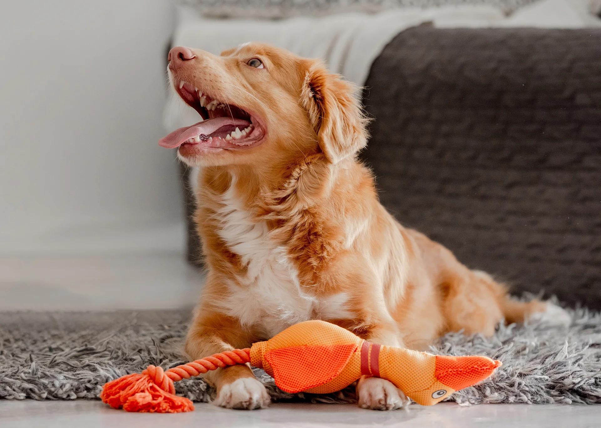 Ein Hund mit bunter Spielzeugente vor sich liegen spielt im Zimmer, der Hund ist ein Nova Scotia Retriever. Er hat rötliches Fell und weißes Fell an der Brust. Er liegt auf einem Teppich.