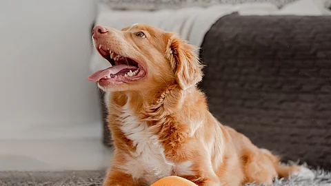 Ein Hund mit bunter Spielzeugente vor sich liegen spielt im Zimmer, der Hund ist ein Nova Scotia Retriever. Er hat rötliches Fell und weißes Fell an der Brust. Er liegt auf einem Teppich.