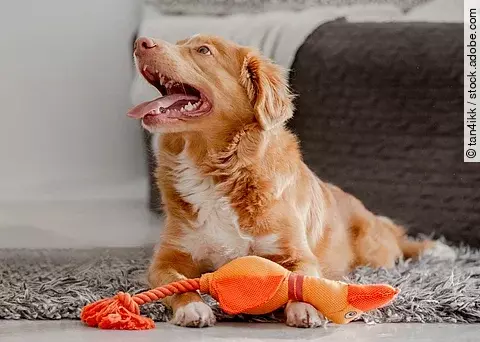Ein Hund mit bunter Spielzeugente vor sich liegen spielt im Zimmer, der Hund ist ein Nova Scotia Retriever. Er hat rötliches Fell und weißes Fell an der Brust. Er liegt auf einem Teppich.