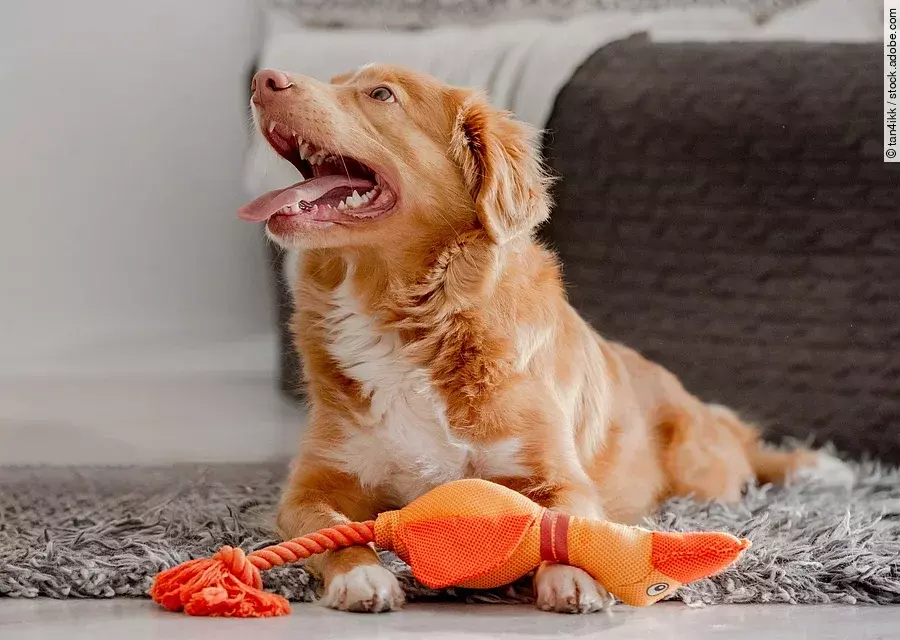Hund mit bunter Spielzeugente spielt im Zimmer Ein Hund mit bunter Spielzeugente vor sich liegen spielt im Zimmer, der Hund ist ein Nova Scotia Retriever. Er hat rötliches Fell und weißes Fell an der Brust. Er liegt auf einem Teppich.