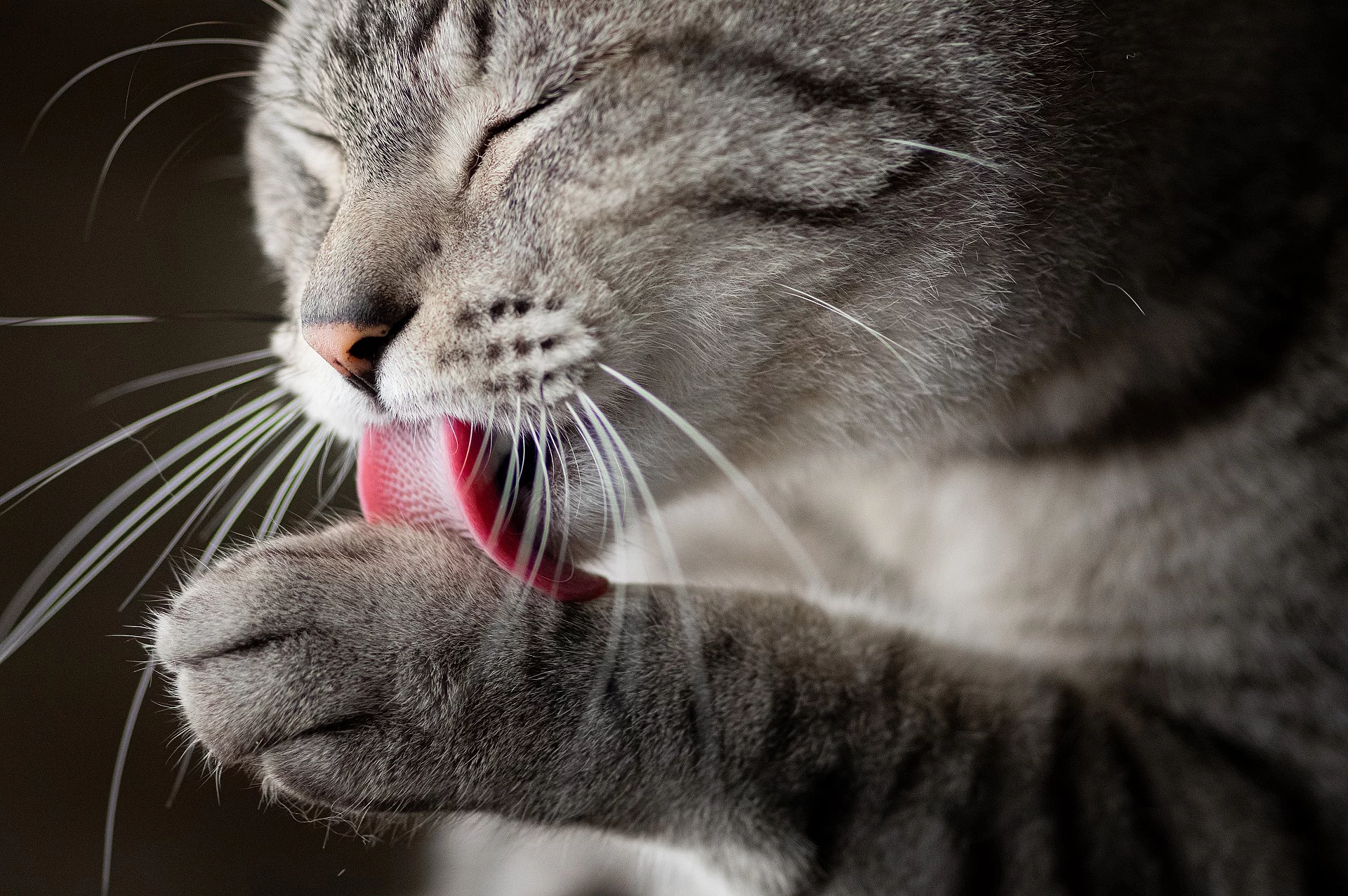 Katze